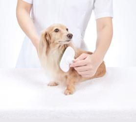 Clínica Veterinaria Emérita peluquería canina