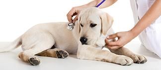 Clínica Veterinaria Emérita veterinaria atendiendo mascota