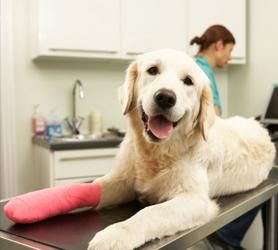Clínica Veterinaria Emérita perro con pata vendada